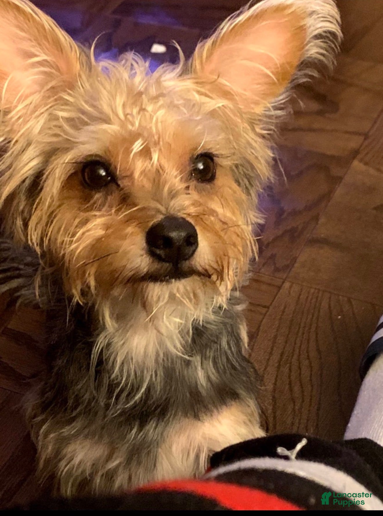 Chorkie dogs Chorkie 1 - Ad 7