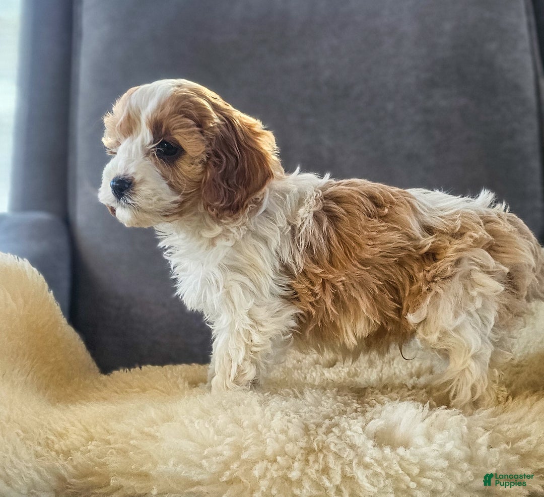 Cavapoo dogs for sale: Cupid - Ad 3