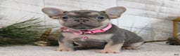French Bulldog dogs for sale: Abby - Ad 3
