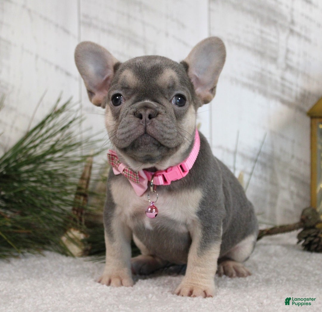French Bulldog dogs for sale: Abby - Ad 3