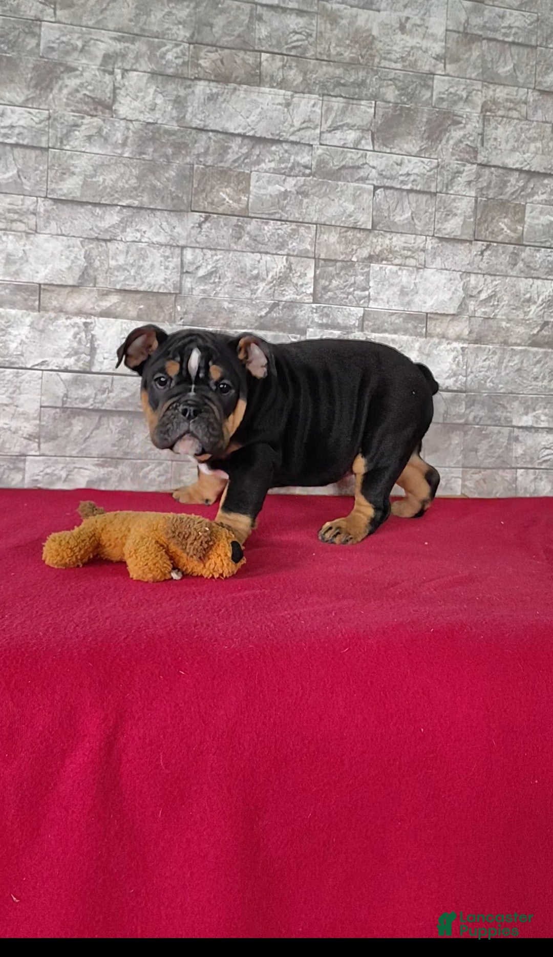 English Bulldog dogs for sale: English Bulldog Puppy 1 - Ad 4