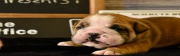 English Bulldog dogs for sale: Dwight - Ad 7