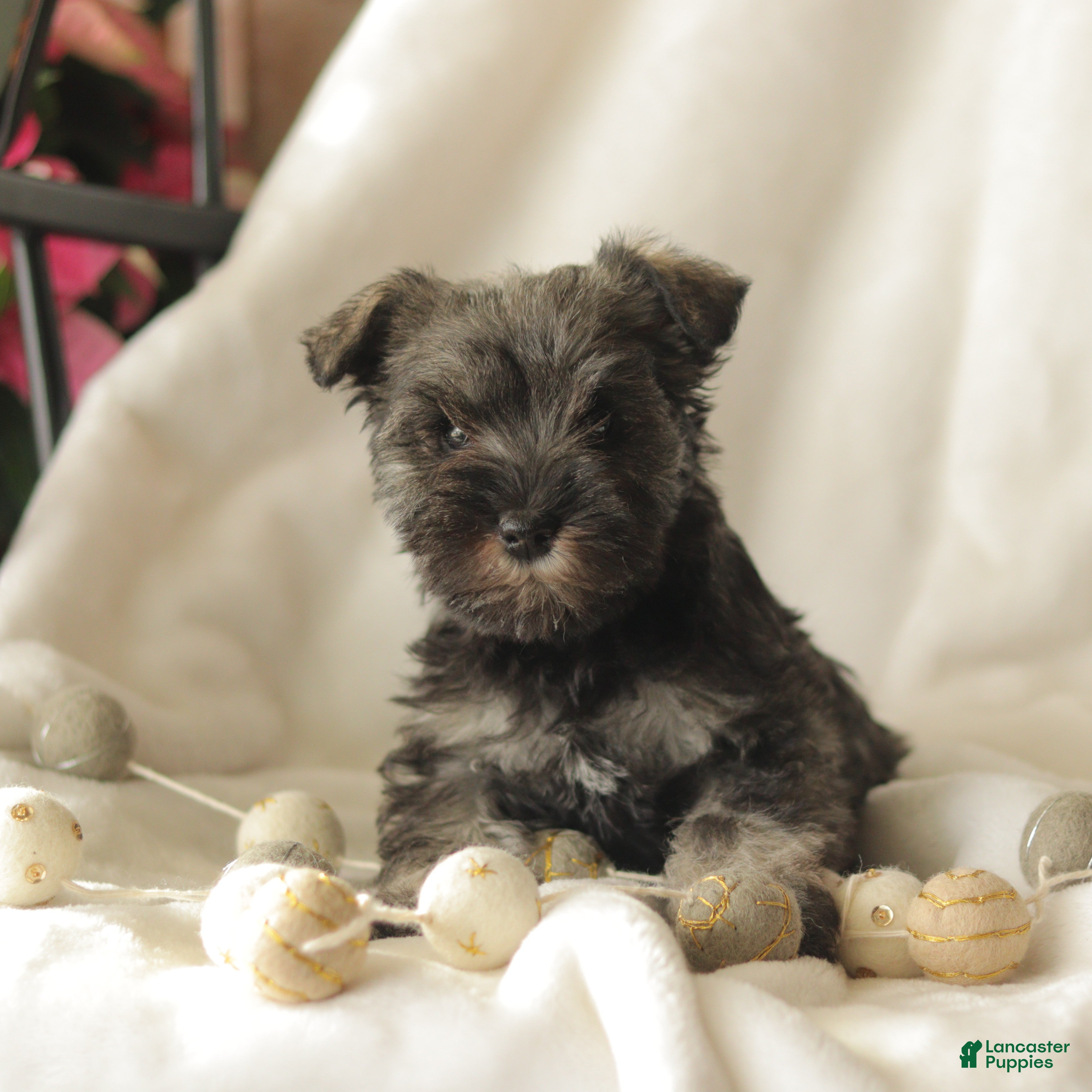 Miniature Schnauzer dogs Millie - Ad 27