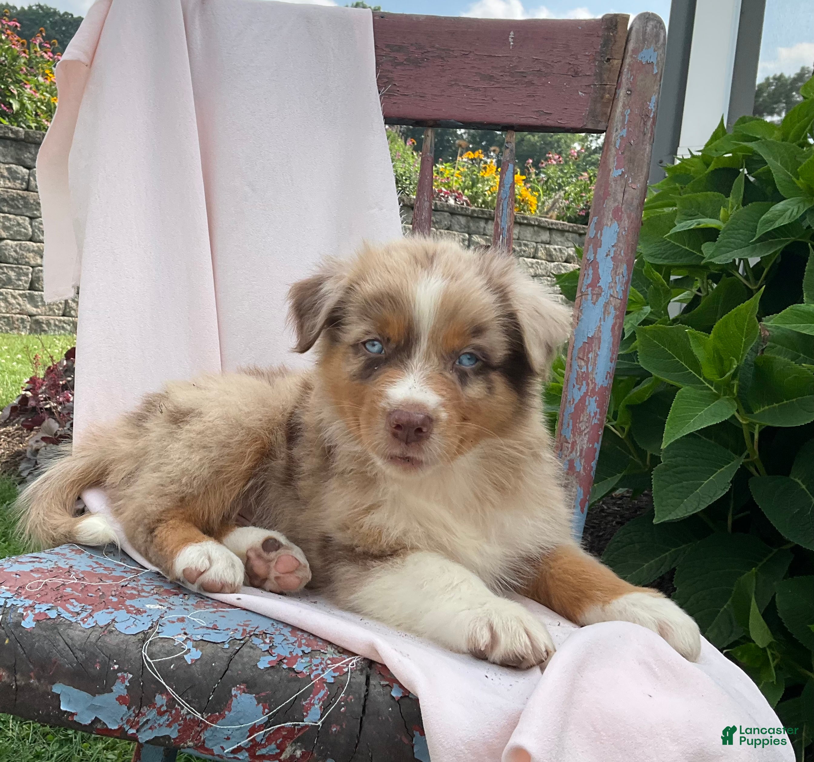 Australian Shepherd dogs Skylar - Ad 2