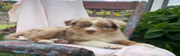 Australian Shepherd dogs for sale: Skylar - Ad 2