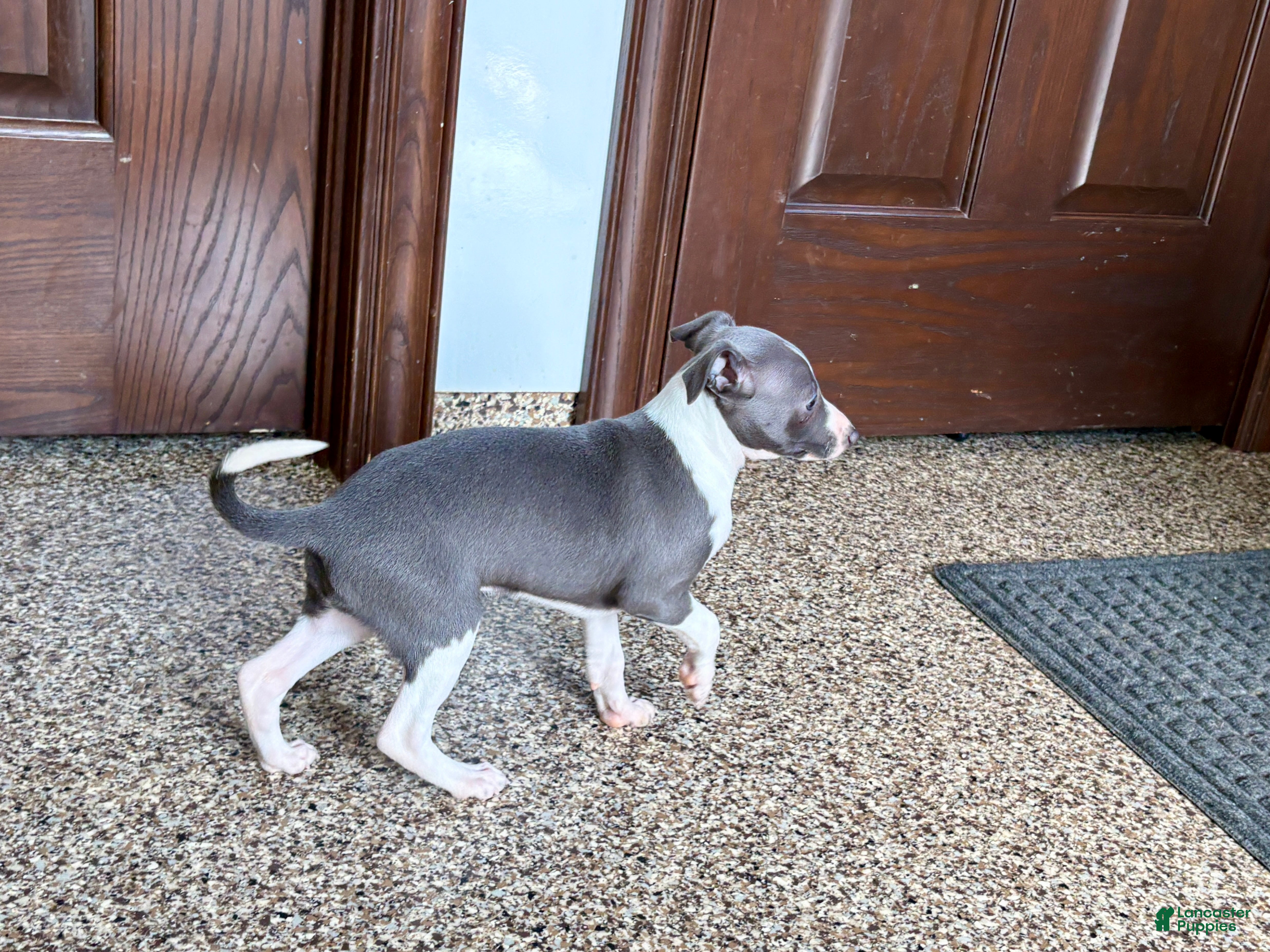 Italian Greyhound dogs KK - Ad 2
