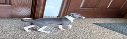 Italian Greyhound dogs for sale: KK - Ad 2