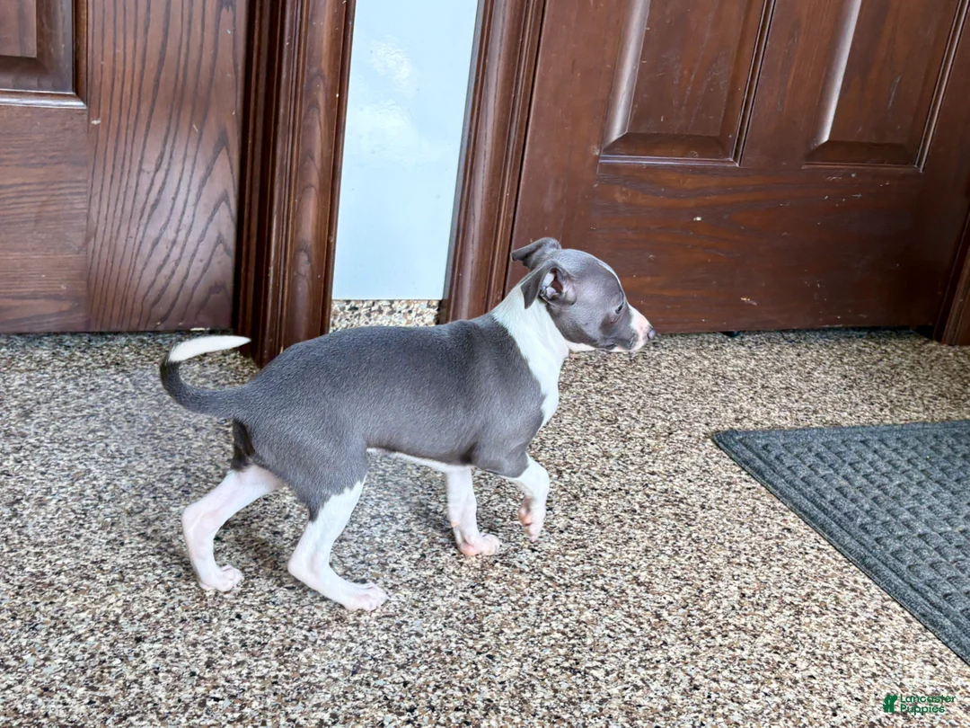 Italian Greyhound dogs for sale: KK - Ad 2