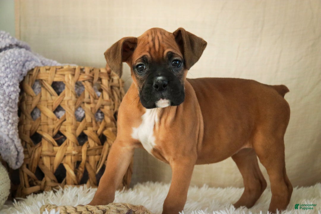 Boxer dogs for sale: Stella - Ad 1