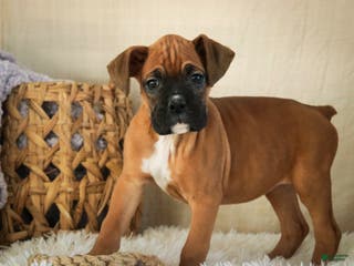 Boxer dogs Stella - Ad 34