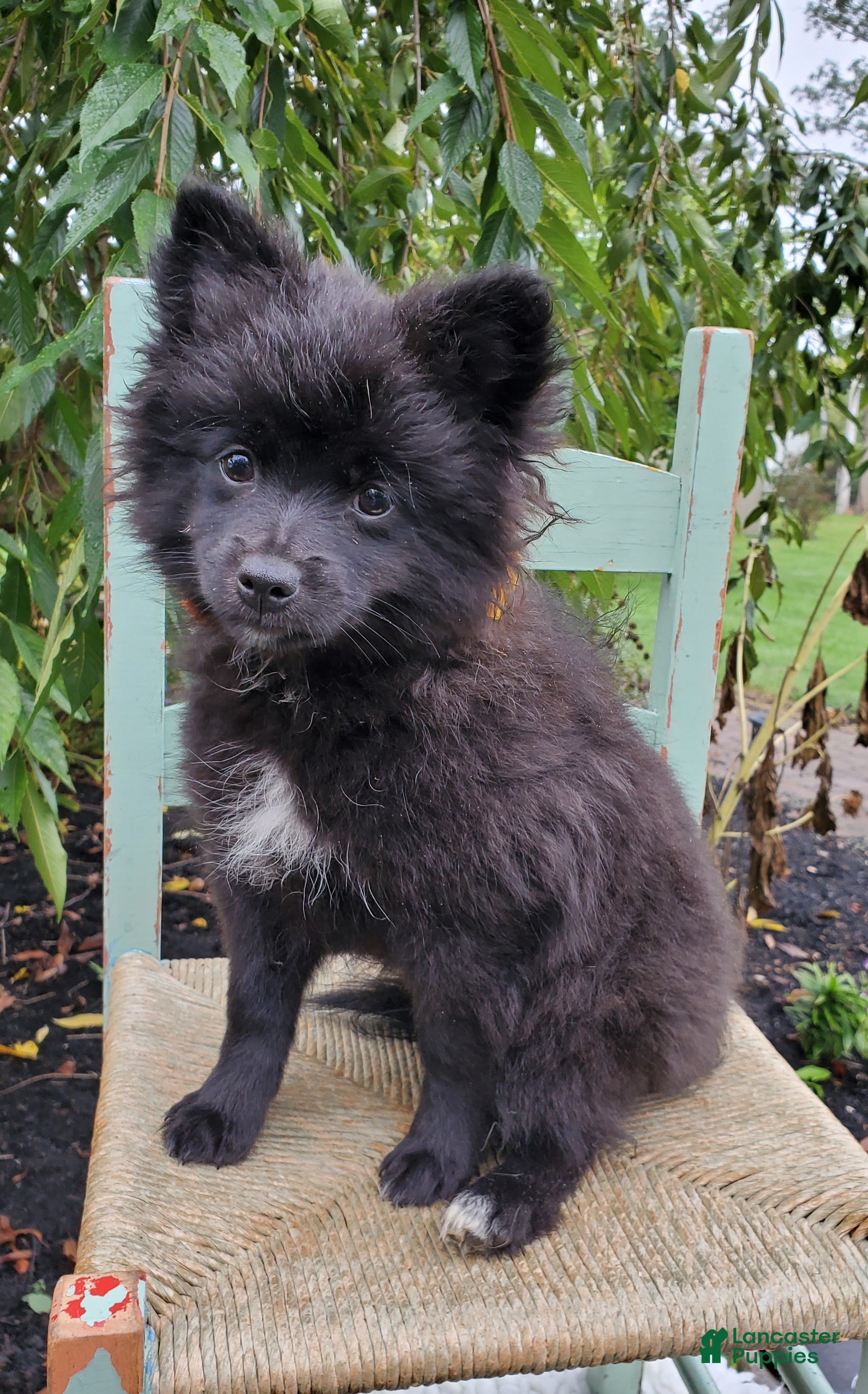 Pomeranian dogs Nellie - Ad 2