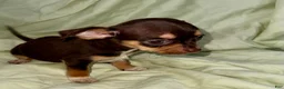 Chihuahua dogs for sale: Chocolate  - Ad 4