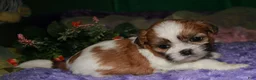 Shih Tzu dogs for sale: Mojo - Ad 5