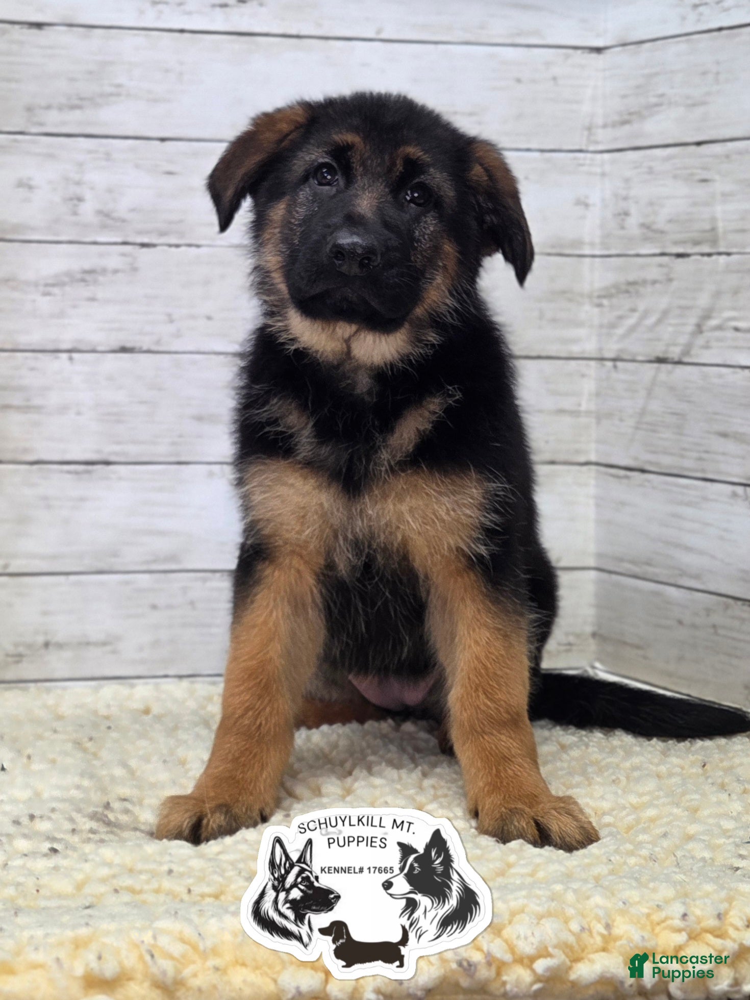 German Shepherd dogs Skye  - Ad 3