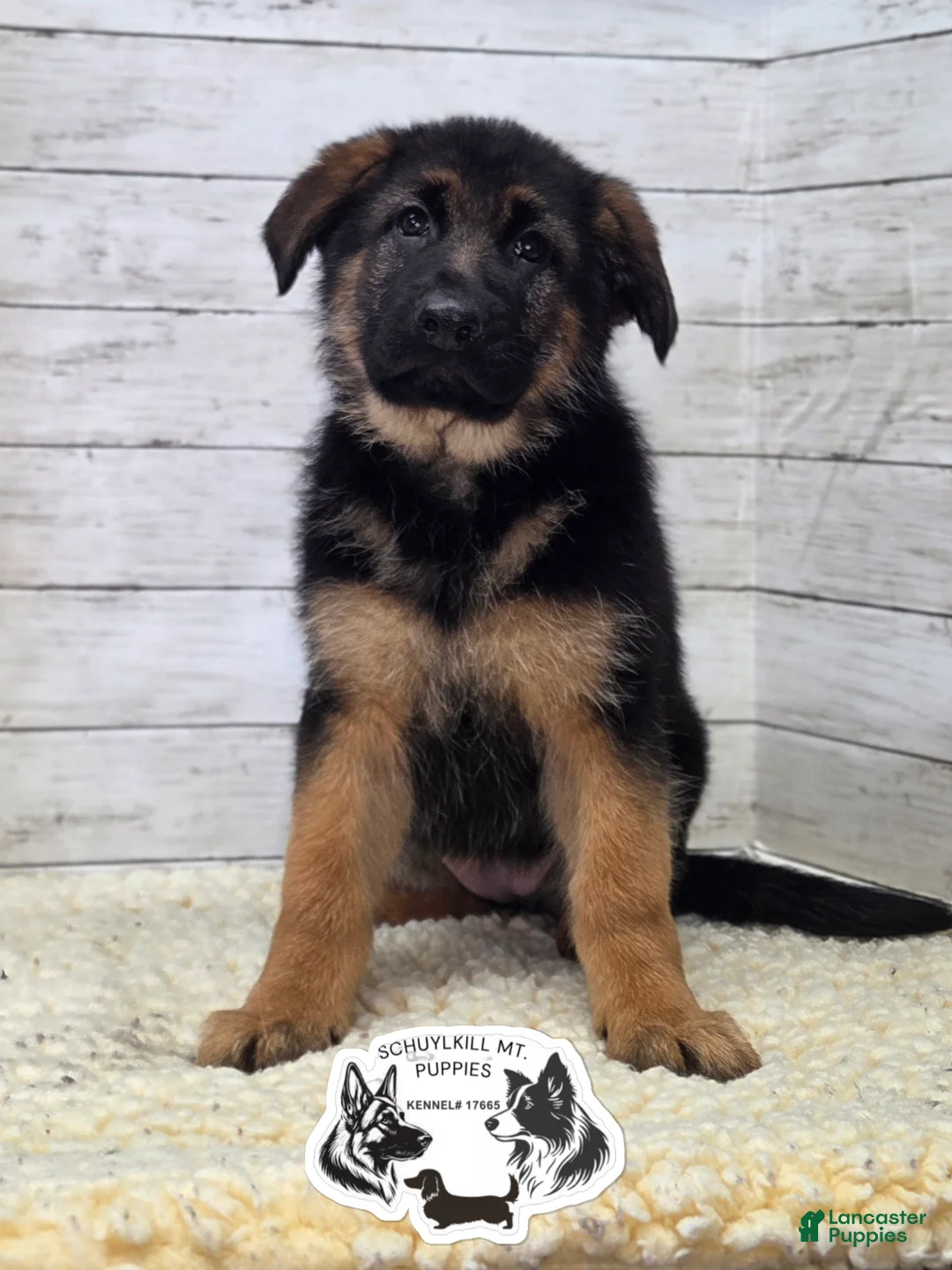 German Shepherd dogs for sale: Skye  - Ad 1
