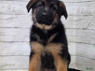 German Shepherd dogs Skye - Ad 3