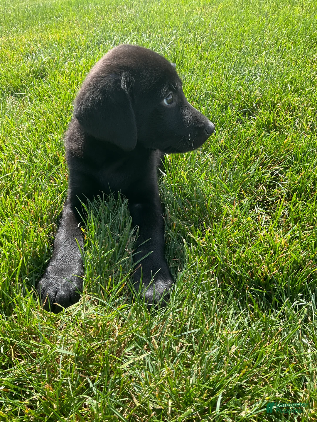 Labrador Retriever dogs for sale: Basil - Ad 5