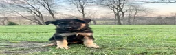 German Shepherd dogs for sale: Memphis  - Ad 2