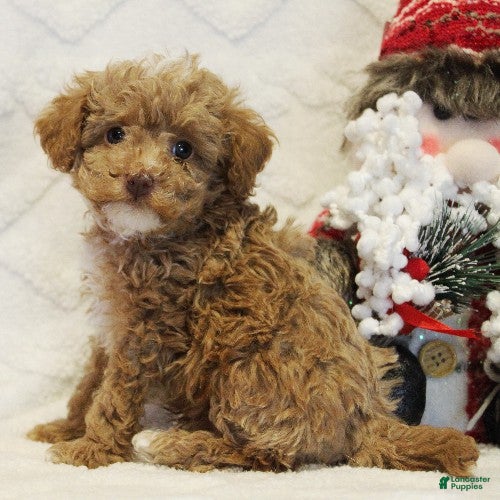 Toy Poodle dogs Star - Ad 20