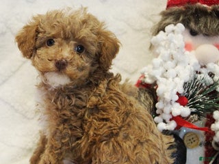 Toy Poodle dogs Star - Ad 28