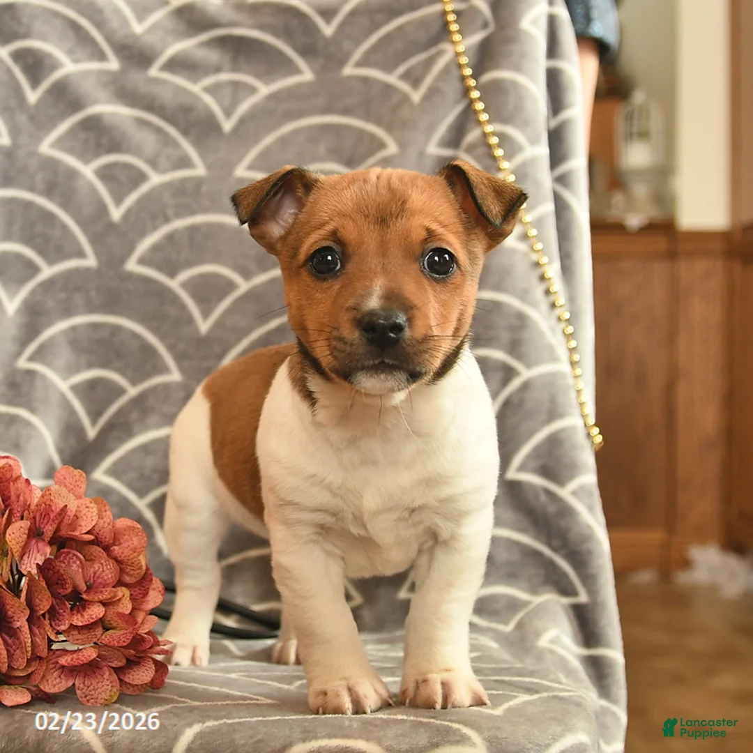 Jack Russell Terrier dogs for sale: Kelsey  - Ad 2