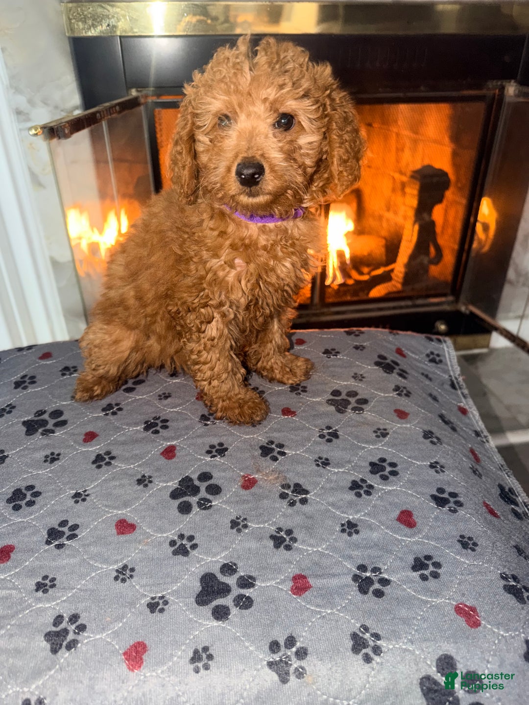 Mini Goldendoodle dogs for sale: Raven - Mini Goldendoodle  - Ad 1