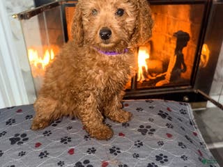 Mini Goldendoodle dogs Raven - Mini Goldendoodle - Ad 37