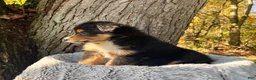 Miniature Australian Shepherd dogs for sale: Rocky - Ad 5