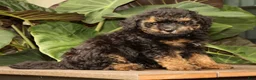 Mini Bernedoodle dogs for sale: Mateo - Ad 6