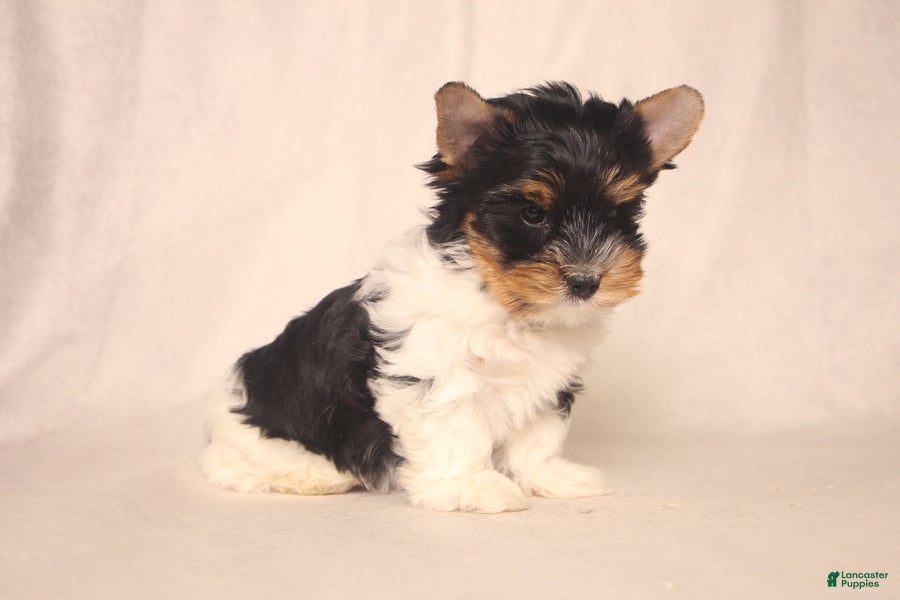 Biewer Terrier dogs Sparky - Ad 2