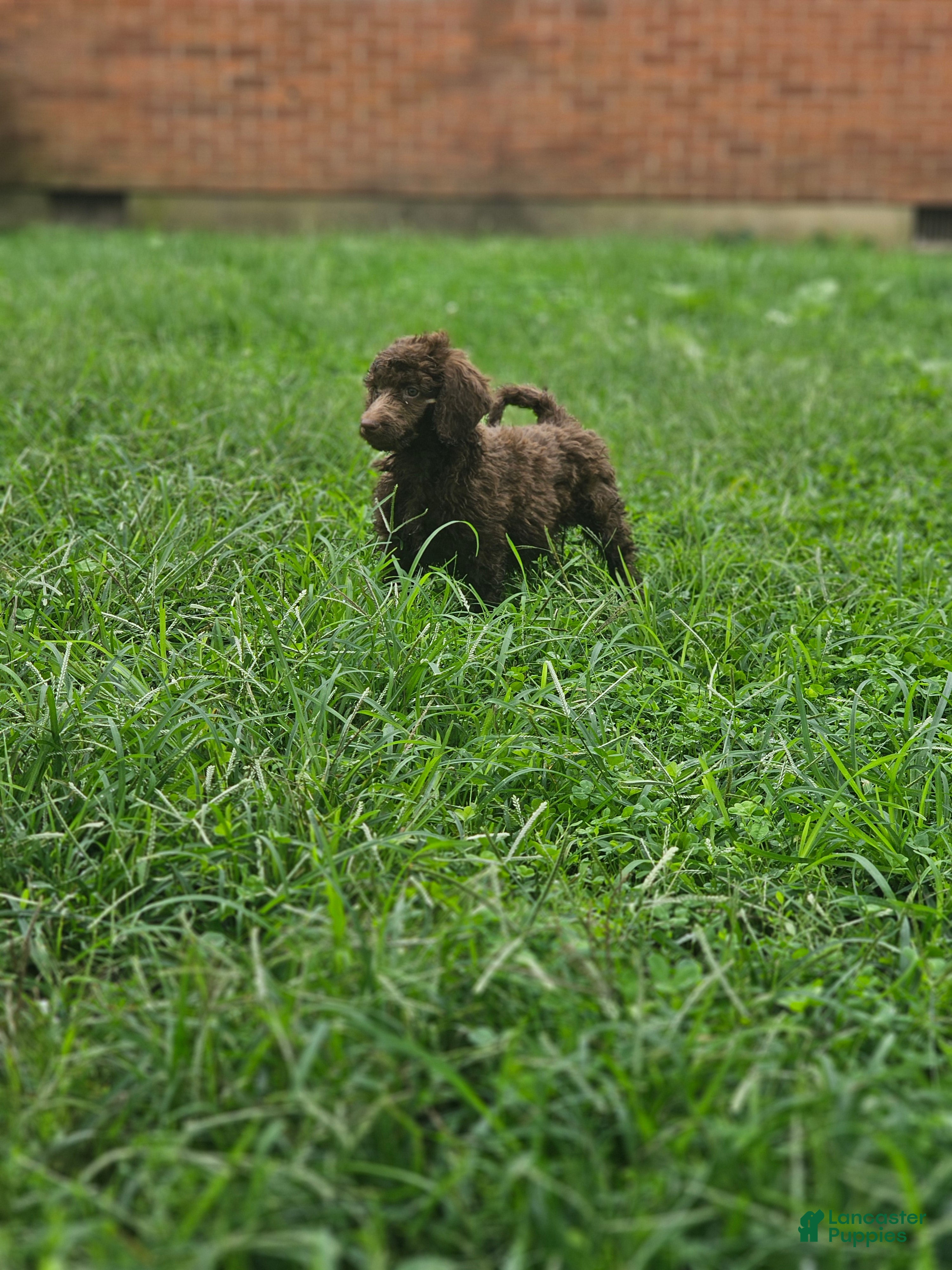Standard Poodle dogs Jim Halpert - Ad 2