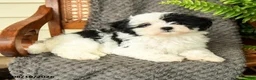Maltipoo dogs for sale: Fallon - Ad 3