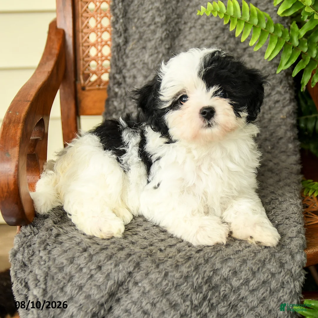 Maltipoo dogs for sale: Fallon - Ad 3
