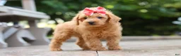 Schnoodle dogs for sale: Maple - Ad 4