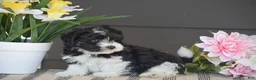 Havanese dogs for sale: Kenneth - Ad 3