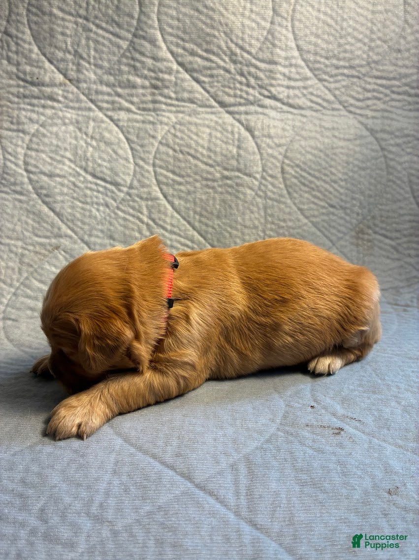 Golden Retriever dogs for sale: 9# Warlock - Ad 3
