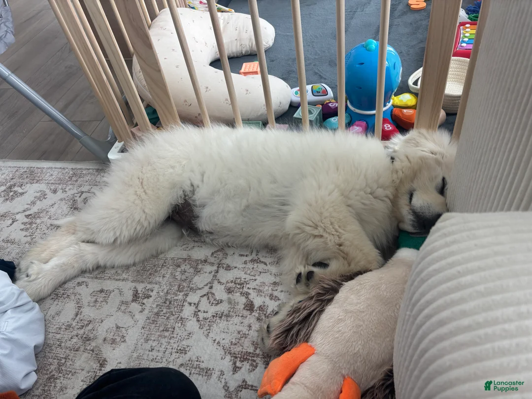 Mixed Breed dogs for sale: Bandit - Ad 4