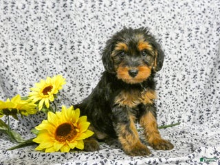 Yorkiepoo dogs - Ad 30