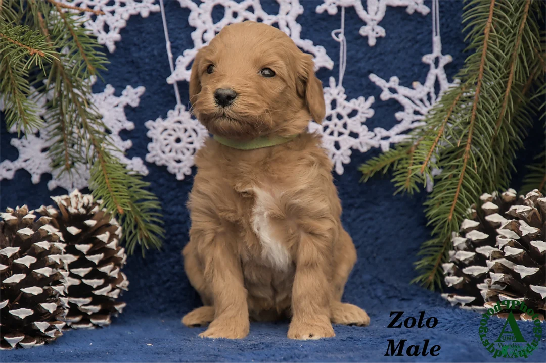 Mini Goldendoodle dogs for sale: Zolo - Ad 1