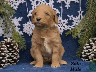 Mini Goldendoodle dogs Zolo - Ad 31