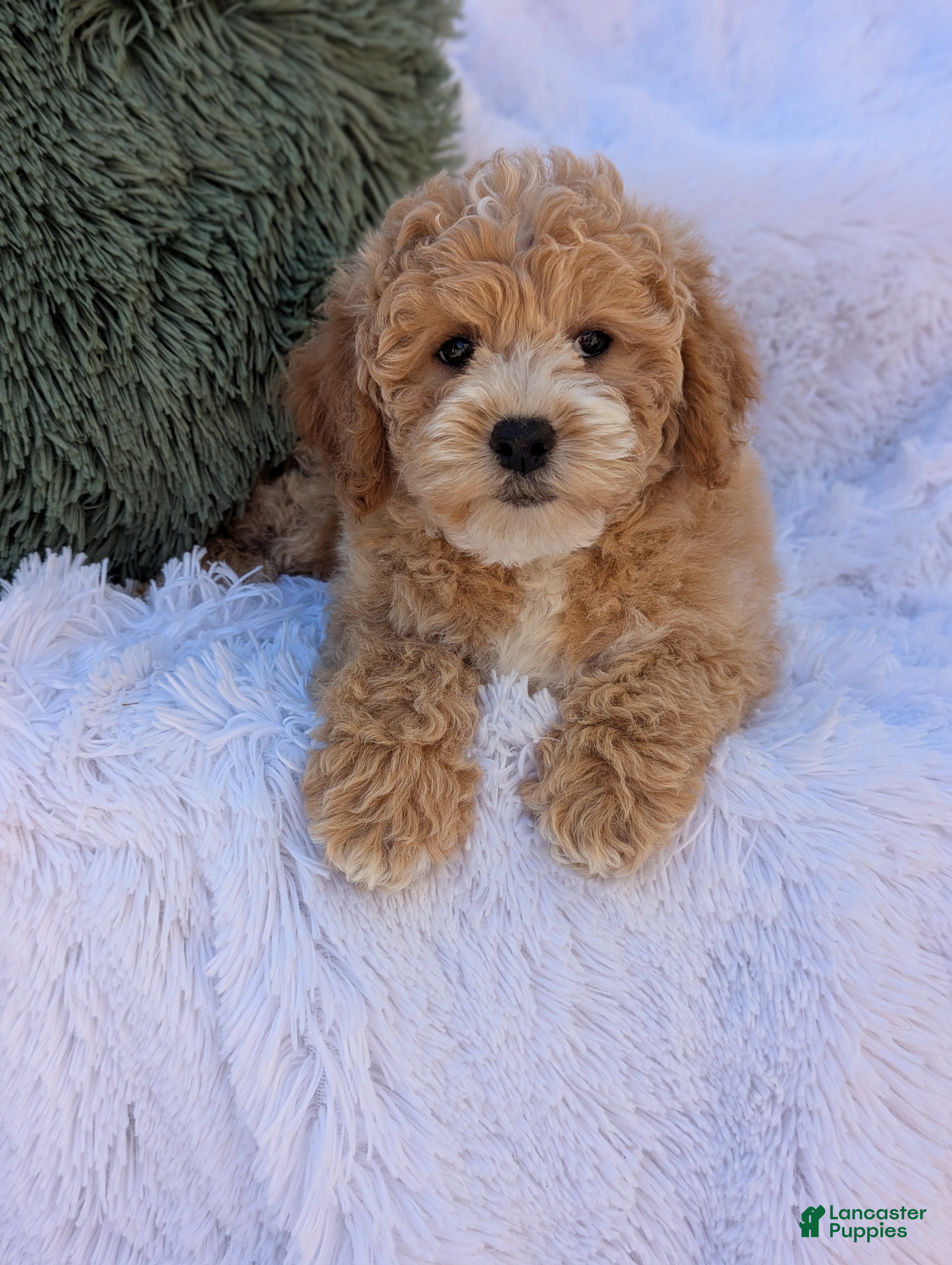 Bichpoo dogs for sale: Jett - Ad 1