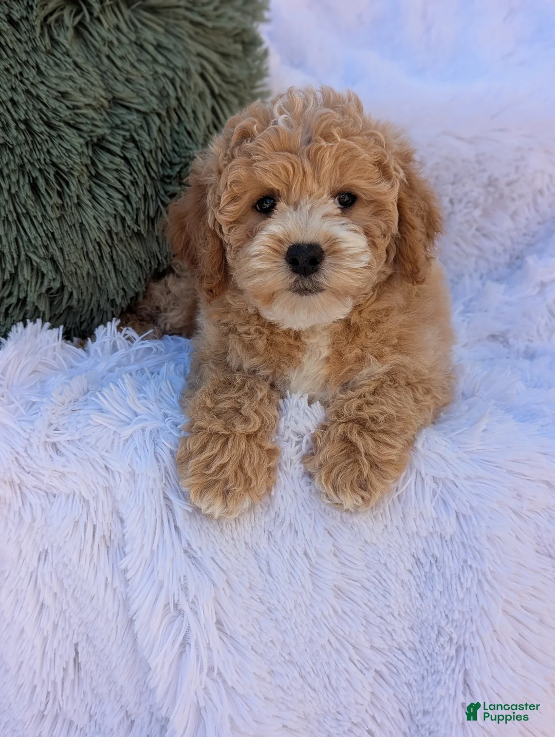 Bichpoo dogs for sale: Jett - Ad 1