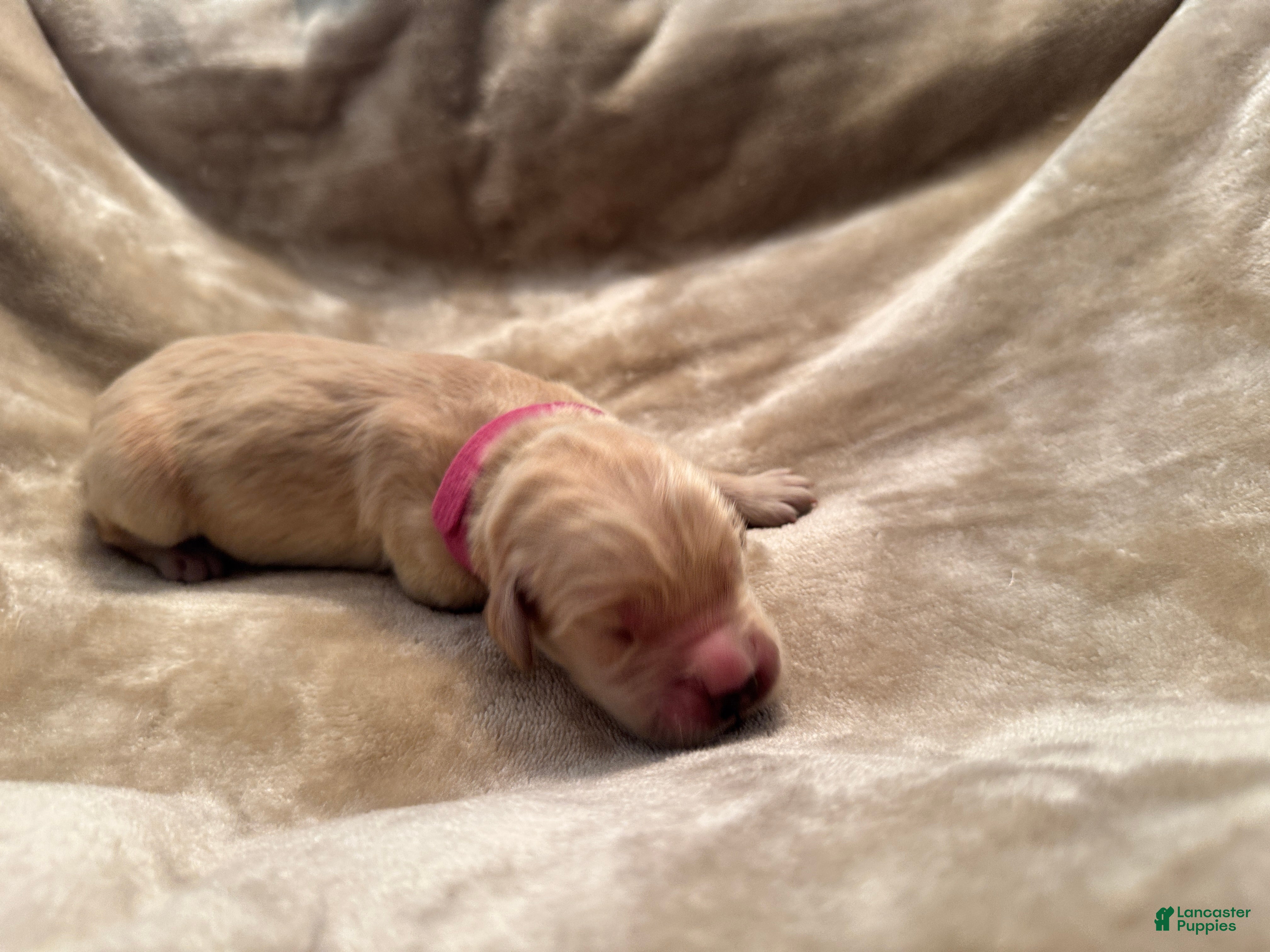 Golden Retriever dogs for sale: Golden Retriever 7 - Ad 39