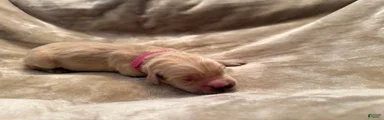 Golden Retriever 7