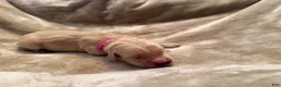 Golden Retriever dogs for sale: Golden Retriever 7 - Ad 1
