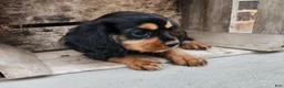 Cavalier King Charles Spaniel dogs for sale: Reeses - Ad 2
