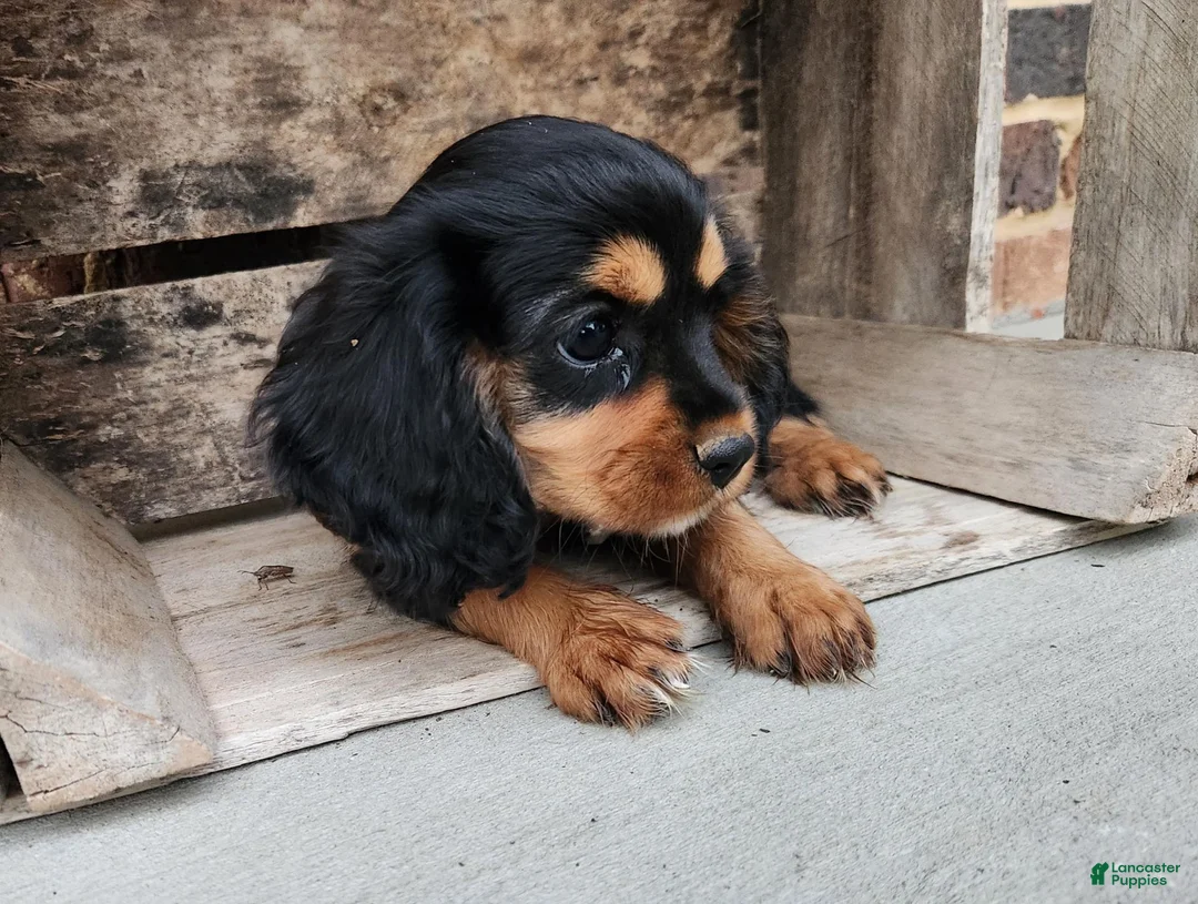 Cavalier King Charles Spaniel dogs for sale: Reeses - Ad 2