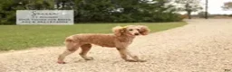 Miniature Poodle dogs for sale: Sardo - Ad 2