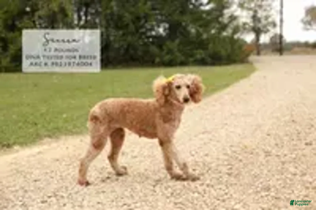Miniature Poodle dogs for sale: Sardo - Ad 2