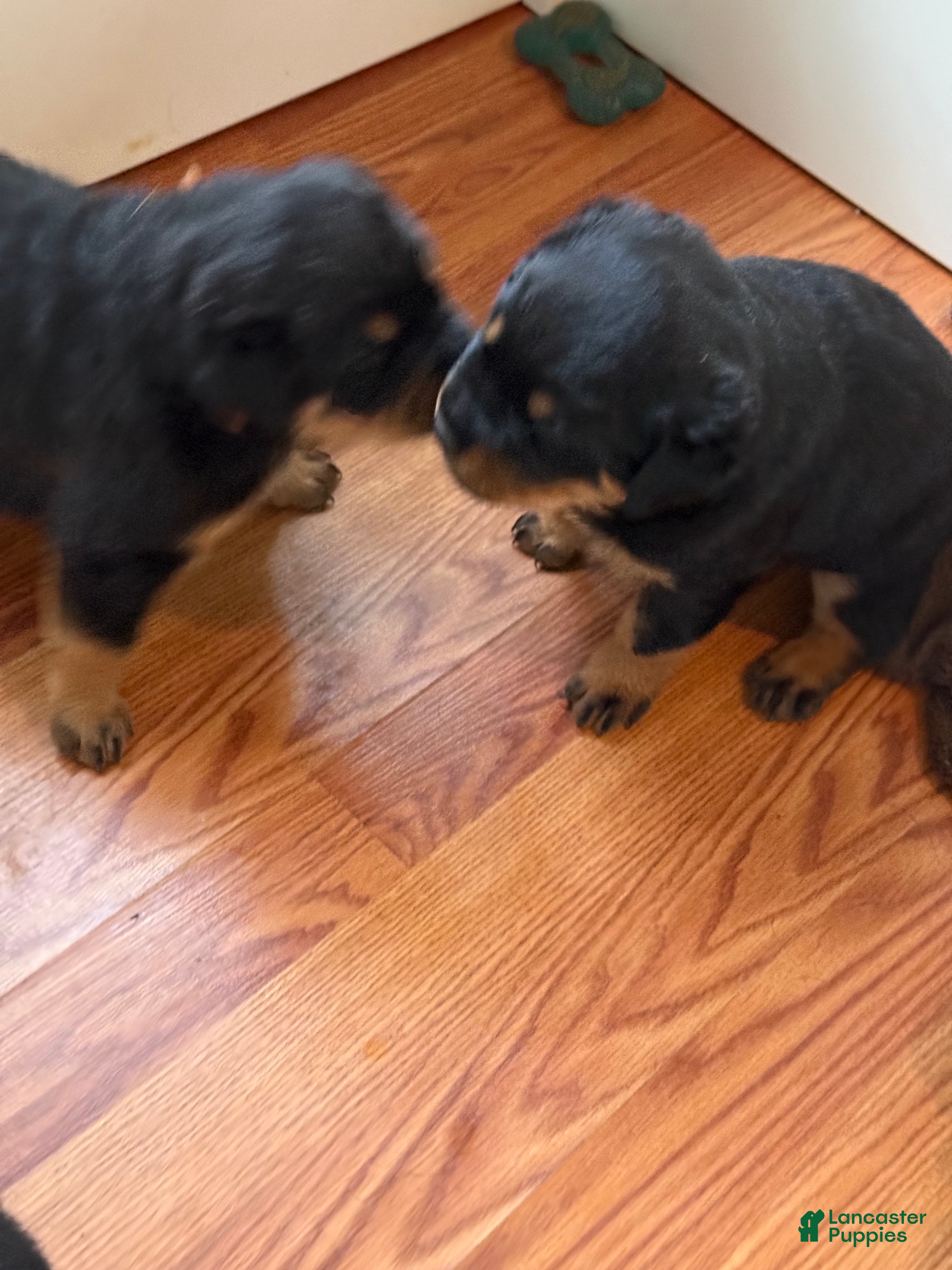 Rottweiler dogs for sale: Male 1 - Ad 3